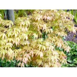 Japansk Løn Acer Palmatum 'Osakazuki' Potte 20 Liter,- 125-150 Cm. -Osmoz Naturens Butik mi14459 acer palmatum osakazuki 4969