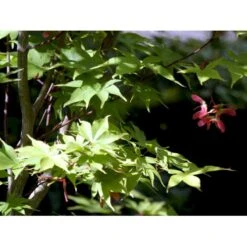 Japansk Løn Acer Palmatum 'Osakazuki' Potte 20 Liter,- 125-150 Cm. -Osmoz Naturens Butik mi14459 acer palmatum osakazuki 842e