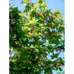 Japansk Løn Acer Palmatum 'Osakazuki' Potte 20 Liter,- 125-150 Cm. -Osmoz Naturens Butik mi14459 acer palmatum osakazuki 9a4e