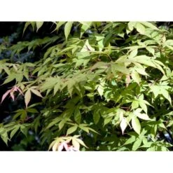 Japansk Løn Acer Palmatum 'Osakazuki' Potte 20 Liter,- 125-150 Cm. -Osmoz Naturens Butik mi14459 acer palmatum osakazuki dff8