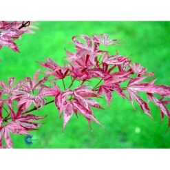 Japansk Løn Acer Palmatum 'Shirazz' Potte 10 Liter,- 60-80 Cm. -Osmoz Naturens Butik mi14480 acer palmatum shirazz ec77