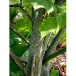 Slangeskinds Løn Acer Rufinerve Solitær Busk 150-200 Cm. - Med Klump