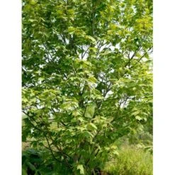 Slangeskinds Løn Acer Rufinerve Solitær Busk 150-200 Cm. - Med Klump -Osmoz Naturens Butik mi14503 acer rufinerve ceb8