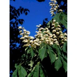 Hestekastanie Aesculus Hippocastanum Potte 12 Liter,- 150-175 Cm. 19 Hestekastanie Aesculus Hippocastanum Potte 12 Liter,- 150-175 Cm. -Osmoz Naturens Butik mi14521 aesculus eb85