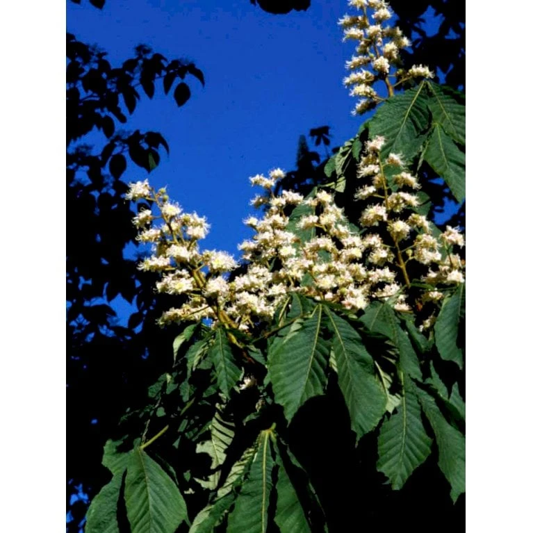 Hestekastanie Aesculus Hippocastanum Potte 12 Liter,- 150-175 Cm. 11 Hestekastanie Aesculus Hippocastanum Potte 12 Liter,- 150-175 Cm. - Billede 9