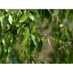 Rødbirk Betula Albosinensis Potte 10 Liter 150-175 Cm. -Osmoz Naturens Butik mi14591 betula albosinensis f022