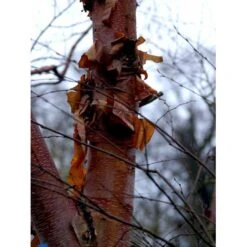 Rødbirk Betula Albosinensis Potte 10 Liter 150-175 Cm. -Osmoz Naturens Butik mi14591 betula albosinensis f363