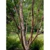 Rødbirk Betula Albosinensis Potte 10 Liter 150-175 Cm. 1 Rødbirk Betula Albosinensis Potte 10 Liter 150-175 Cm. -Osmoz Naturens Butik mi14591 betula albosinensis fc8b