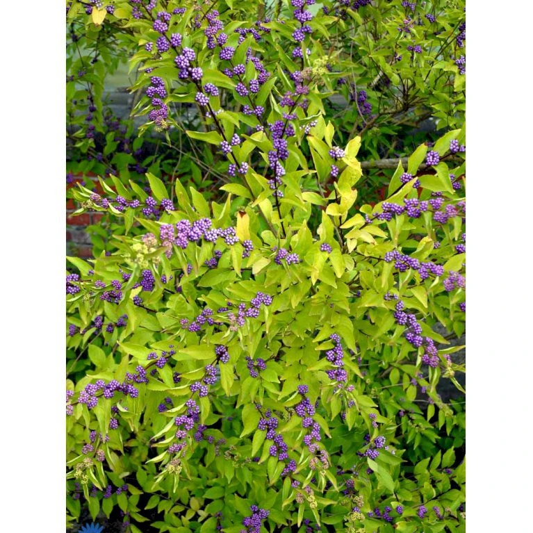 Glasbær 'Issai' Callicarpa Dichotoma 'Issai' 3 Liter Potte 40-60 Cm 4 Glasbær 'Issai' Callicarpa Dichotoma 'Issai' 3 Liter Potte 40-60 Cm - Billede 2