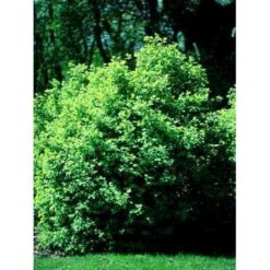 Lonicera Xylosteum Dunet Gedeblad Barrods,- 2 års (1/1) 30-60 Cm.