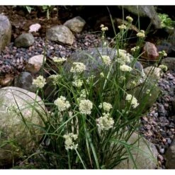 Snefrytle Luzula Nivea Plugs I Bakke -Osmoz Naturens Butik mi1477 luzula nivea 449e