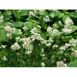 Snefrytle Luzula Nivea Plugs I Bakke -Osmoz Naturens Butik mi1477 luzula nivea 52df