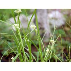 Snefrytle Luzula Nivea Plugs I Bakke -Osmoz Naturens Butik mi1477 luzula nivea d8c7