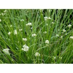 Snefrytle Luzula Nivea Plugs I Bakke -Osmoz Naturens Butik mi1477 luzula nivea dbdf