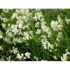 Snefrytle Luzula Nivea Plugs I Bakke -Osmoz Naturens Butik mi1477 luzula nivea f503