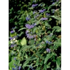 Blåskæg 'Heavenly Blue' Caryopteris Clandonensis 'Heavenly Blue' Potte 2,0 Liter,- 30-40 Cm. -Osmoz Naturens Butik mi14794 caryopteris clandon heavenly blue 3bc9