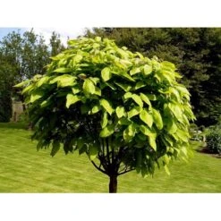 Kugletrompetkrone 'Nana' Catalpa Bignonioides 'Nana' Opstammet 80 Cm. Med Potte -Osmoz Naturens Butik mi14803 catalpa bignonioides nana 0e5e