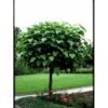 Kugletrompetkrone 'Nana' Catalpa Bignonioides 'Nana' Opstammet 80 Cm. Med Potte
