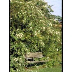 Dværgmispel 'Brandkjær' Cotoneaster Watereri 'Brandkjær' 5 Liter Potte -Osmoz Naturens Butik mi14938 cotoneaster watereri brandkjaer 44b4