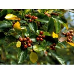 Blommebladet Tjørn Crataegus Persimilis Solitær Busk 150-200 Cm. - Med Klump