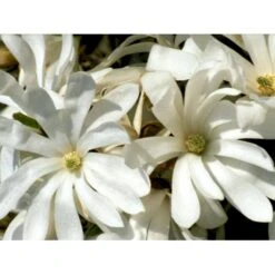Stjernemagnolie Magnolia Stellata Potte 2,0 Liter,- 40-60 Cm. -Osmoz Naturens Butik mi1498 magnolia stellata 889b