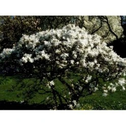 Stjernemagnolie Magnolia Stellata Potte 2,0 Liter,- 40-60 Cm. -Osmoz Naturens Butik mi1498 magnolia stellata ba2b