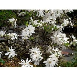 Stjernemagnolie Magnolia Stellata Potte 2,0 Liter,- 40-60 Cm. -Osmoz Naturens Butik mi1498 magnolia stellata fae6