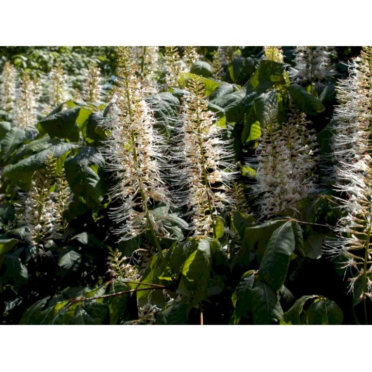 Busk-Hestekastanie Aesculus Parviflora Solitær Busk 100-125 Cm. Høj,- 60-100 Cm. Bred. 7 Busk-Hestekastanie Aesculus Parviflora Solitær Busk 100-125 Cm. Høj,- 60-100 Cm. Bred. - Billede 5