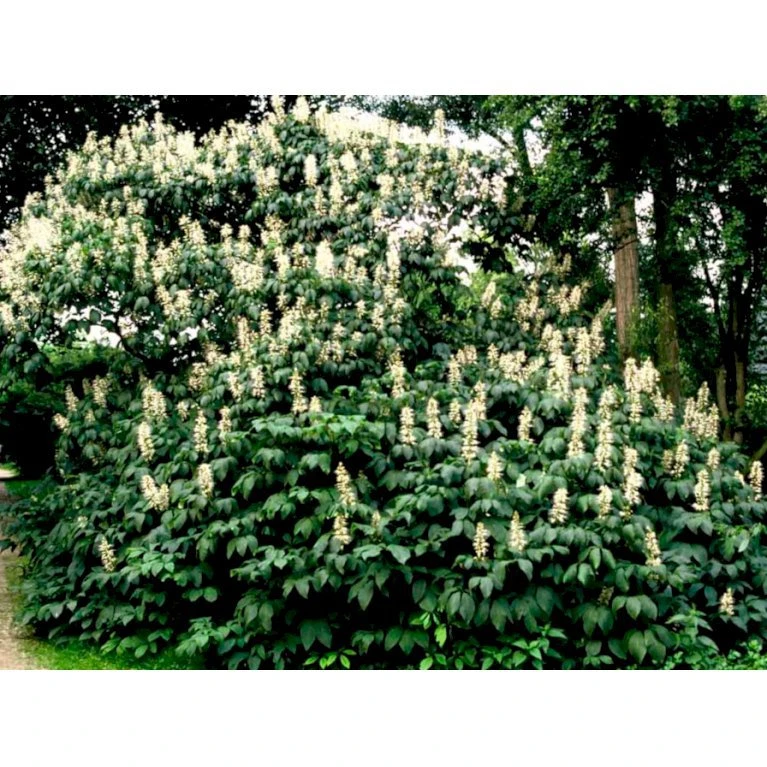 Busk-Hestekastanie Aesculus Parviflora Solitær Busk 100-125 Cm. Høj,- 60-100 Cm. Bred. 5 Busk-Hestekastanie Aesculus Parviflora Solitær Busk 100-125 Cm. Høj,- 60-100 Cm. Bred. - Billede 3