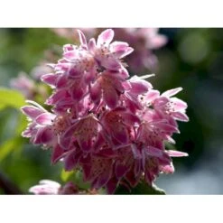 Stjernetop 'Strawberry Fields' Deutzia Gracilis 'Strawberry Fields' Potte 6,5 Liter 60-80 Cm. -Osmoz Naturens Butik mi15006 deutzia x hybrida strawberry fields 661e