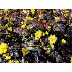 Mahonia Aquifolium 'Maqu' Mahonie 'Maqu' Med Klump,- 50-60 Cm. -Osmoz Naturens Butik mi1513 mahonia aquifolium maqu 0bcf