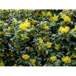 Mahonia Aquifolium 'Maqu' Mahonie 'Maqu' Med Klump,- 50-60 Cm. -Osmoz Naturens Butik mi1513 mahonia aquifolium maqu d87d