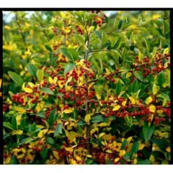 Sargentsæble Malus Sargentii Solitær Busk 150-200 Cm. - Med Klump 8 Sargentsæble Malus Sargentii Solitær Busk 150-200 Cm. - Med Klump -Osmoz Naturens Butik mi1517 malus toringo var sargentii 42b8