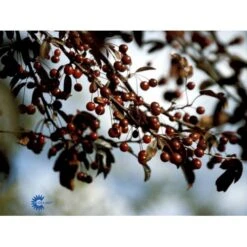 Paradisæble Malus Freja 4-8 Grene, 150-200 Cm. 10 Liter Potte (A-2) -Osmoz Naturens Butik mi1523 malus toringo freja n 2fd5