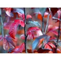 Paradisæble Malus Freja 4-8 Grene, 150-200 Cm. 10 Liter Potte (A-2) -Osmoz Naturens Butik mi1523 malus toringo freja n 95d2