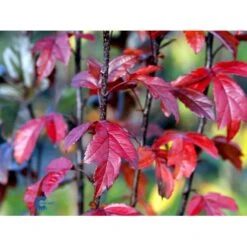 Paradisæble Malus Freja 4-8 Grene, 150-200 Cm. 10 Liter Potte (A-2)