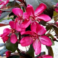 Paradisæble Malus Freja 4-8 Grene, 150-200 Cm. 10 Liter Potte (A-2) -Osmoz Naturens Butik mi1523 malus toringo freja n bb4c