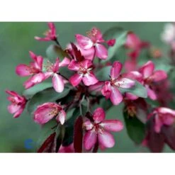 Paradisæble Malus Freja 4-8 Grene, 150-200 Cm. 10 Liter Potte (A-2) -Osmoz Naturens Butik mi1523 malus toringo freja n cede