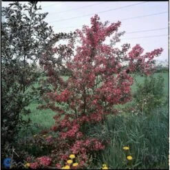 Paradisæble Malus Freja 4-8 Grene, 150-200 Cm. 10 Liter Potte (A-2) -Osmoz Naturens Butik mi1523 malus toringo freja n f750