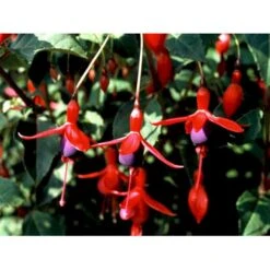Fuchsia 'Mrs. Popple' Fuchsia Magellanica 'Mrs. Popple' 3,5 Liter Potte -Osmoz Naturens Butik mi15249 fuchsia mrs popple 9c00