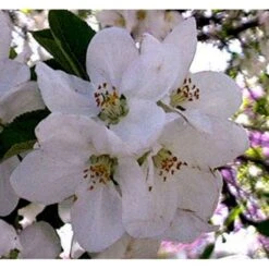 Almindelig Vildæble Malus Sylvestris Barrods,- 2 års (2/0) 30-80 Cm. -Osmoz Naturens Butik mi1524 malus sylvestris 7488