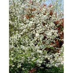 Almindelig Vildæble Malus Sylvestris Barrods,- 2 års (2/0) 30-80 Cm.