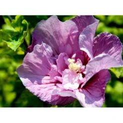 Syrisk Rose 'Lavender Chiffon' (R) Hibiscus Syriacus 'Lavender Chiffon' (r) 5 Liter Potte -Osmoz Naturens Butik mi15312 hibiscus syriacus lavender chiffon 7038