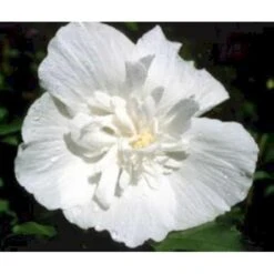 Syrisk Rose 'White Chiffon' (R) Hibiscus Syriacus 'White Chiffon' (r) Potte 6,6 Liter, - 70-80 Cm. -Osmoz Naturens Butik mi15327 hibiscus syriacus white chiffon 74cc