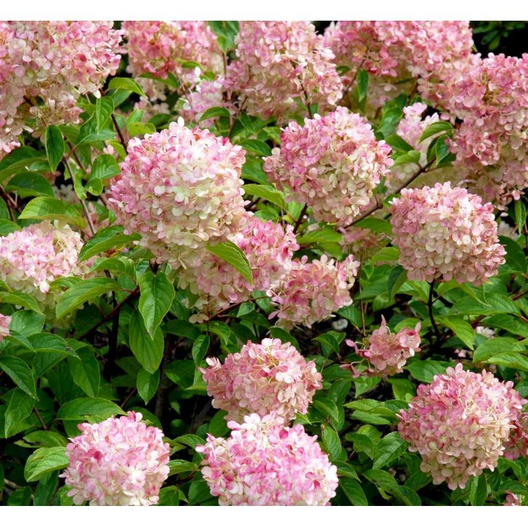 Syrén-Hortensia 'Vanille Fraise' Hydrangea Paniculata 'Vanille Fraise' Opstammet 90 Cm. 7,5 Liter Potte 5 Syrén-Hortensia 'Vanille Fraise' Hydrangea Paniculata 'Vanille Fraise' Opstammet 90 Cm. 7,5 Liter Potte - Billede 3