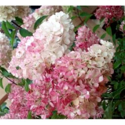 Syrén-Hortensia 'Vanille Fraise' Hydrangea Paniculata 'Vanille Fraise' Opstammet 90 Cm. 7,5 Liter Potte 9 Syrén-Hortensia 'Vanille Fraise' Hydrangea Paniculata 'Vanille Fraise' Opstammet 90 Cm. 7,5 Liter Potte -Osmoz Naturens Butik mi15446 hydrangea pan vanille fraise r renhy e527