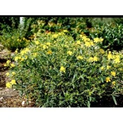 Perikon 'Gemo' Hypericum Erectum 'Gemo' 3,5 Liter Potte, Nordic -Osmoz Naturens Butik mi15501 hypericum kalmianum gemo b0c8