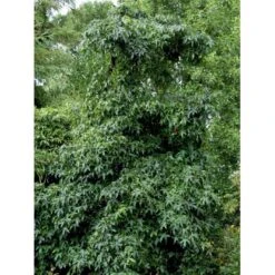 Virginsk Ambratræ Liquidambar Styaciflua Med Klump,- 150-175 Cm. 6 Virginsk Ambratræ Liquidambar Styaciflua Med Klump,- 150-175 Cm. -Osmoz Naturens Butik mi15592 liquidambar styraciflua d68e