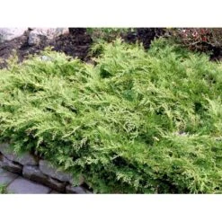 Østsibirisk Enebær Microbiota Decussata Potte 2,0 Liter,- 25-30 Cm. -Osmoz Naturens Butik mi1570 microbiota decussata 7936