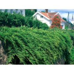 Østsibirisk Enebær Microbiota Decussata Potte 2,0 Liter,- 25-30 Cm. -Osmoz Naturens Butik mi1570 microbiota decussata aa1a